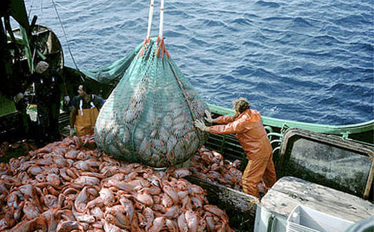 Pesca industrial