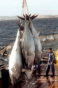 Pesca industrial