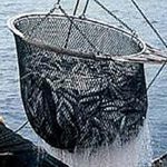Pesca industrial