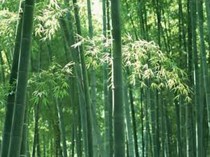 Proponen plantar bambú para contrarrestar el cambio climático Proponen plantar bambú para contrarrestar el cambio climático